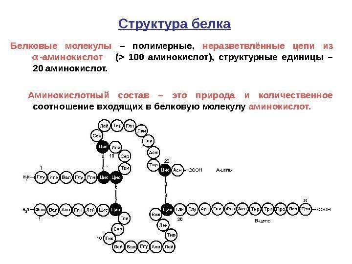 71 Структура белка Белковые молекулы  – полимерные,  неразветвлённые цепи из  -аминокислот