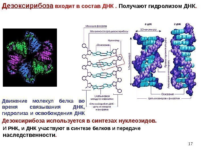 Дезоксирибоза входит в состав ДНК.  Получают гидролизом ДНК. Дезоксирибоза используется в синтезах нуклеозидов.