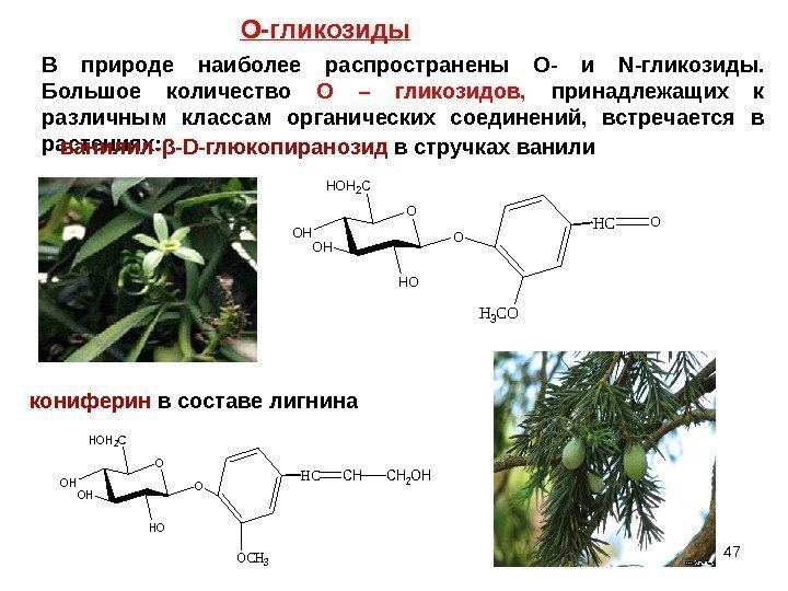 47 В природе наиболее распространены O- и  N- гликозиды.  Большое количество 