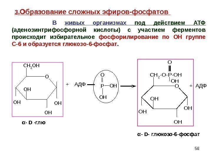 58 OH OH OH O OH CH 2 OH  +  АДФ PO