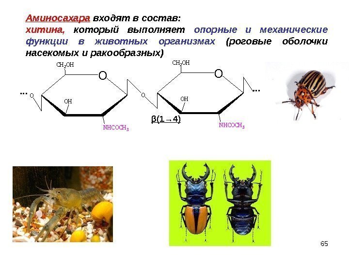 Аминосахара  входят в состав:  хитина,  который выполняет опорные и механические функции