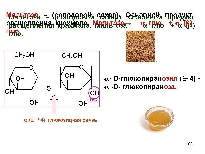 100 Мальтоза –  (солодовой сахар).  Основной продукт расщепления крахмала.  Мальтоза 