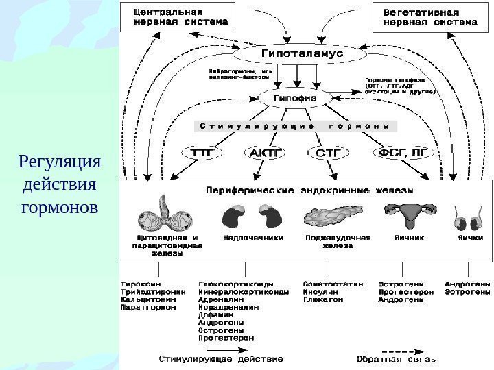 Регуляция действия гормонов 