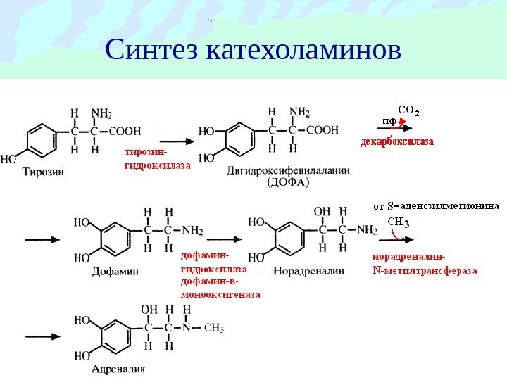 Синтез катехоламинов 