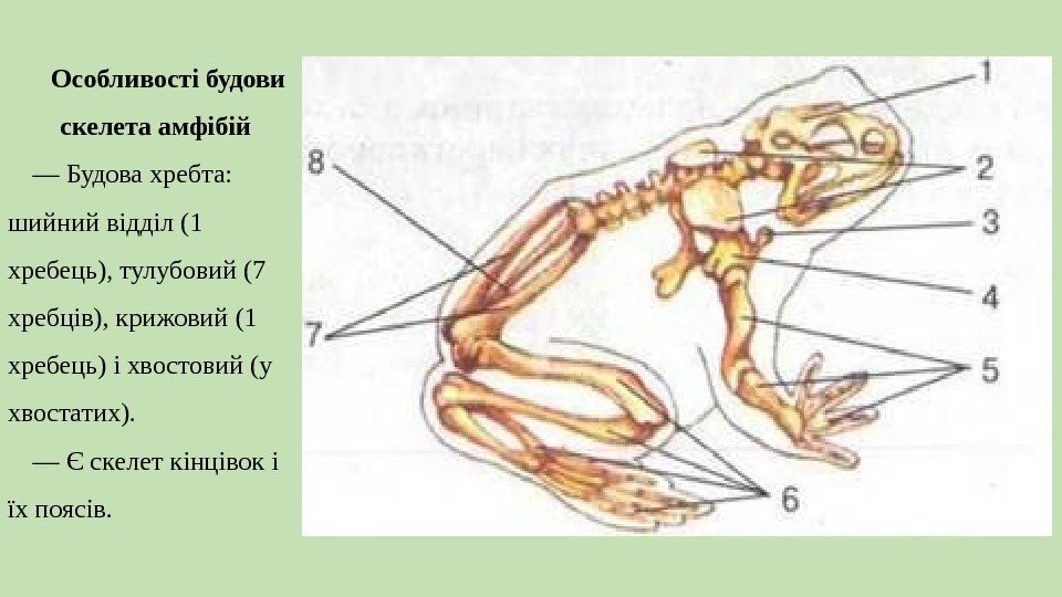 Особливості будови скелета амфібій — Будовахребта: шийнийвідділ(1 хребець), тулубовий(7 хребців), крижовий(1 хребець)іхвостовий(у хвостатих). —