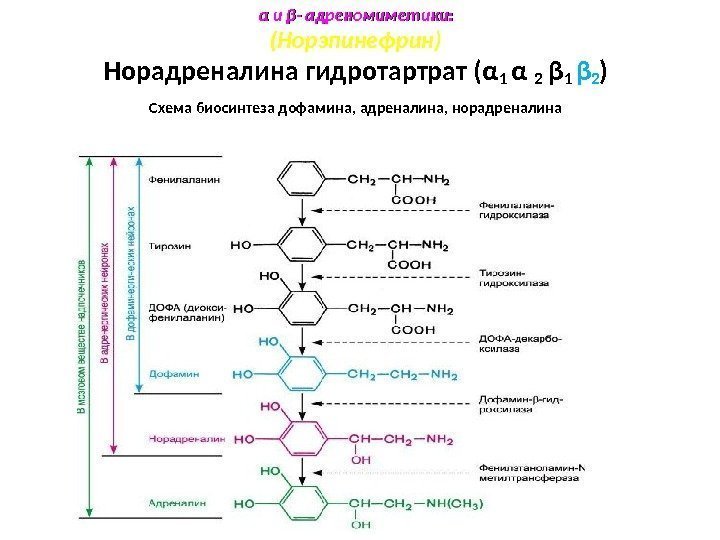 αα и и ββ - адреномиметики: (Норэпинефрин) Норадреналина гидротартрат ( α 1 α 
