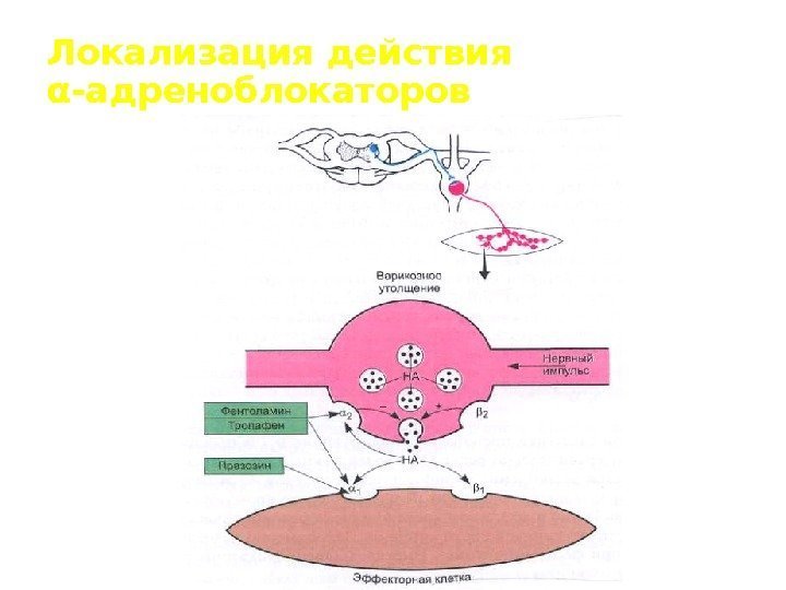 Локализация действия α -адреноблокаторов 