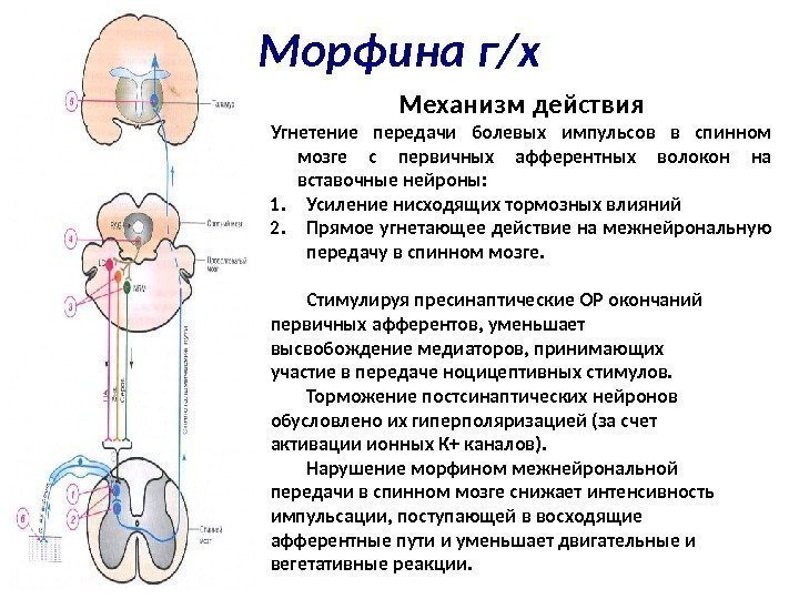 Морфина г/х Механизм действия Угнетение передачи болевых импульсов в спинном мозге с первичных афферентных