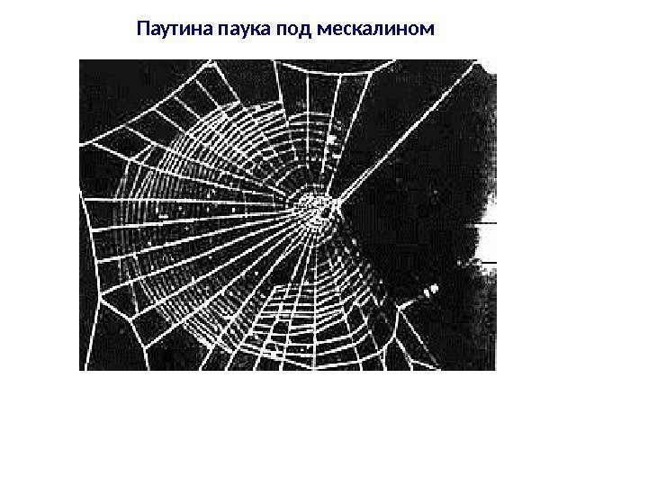 Паутина паука под мескалином 