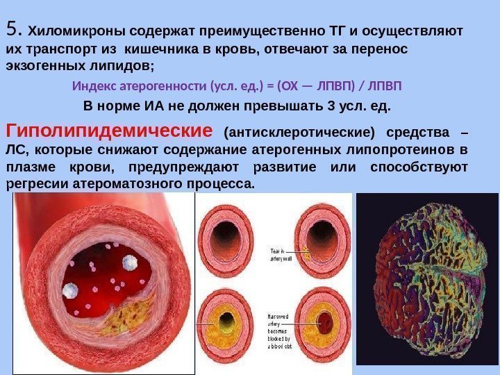 5.  Хиломикроны содержат преимущественно ТГ и осуществляют их транспорт из кишечника в кровь,