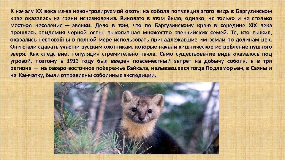 К началу XX века из-за неконтролируемой охоты на соболя популяция этого вида в Баргузинском