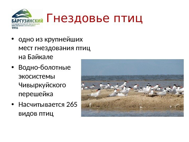 Гнездовье птиц • одно из крупнейших мест гнездования птиц на Байкале • Водно-болотные экосистемы