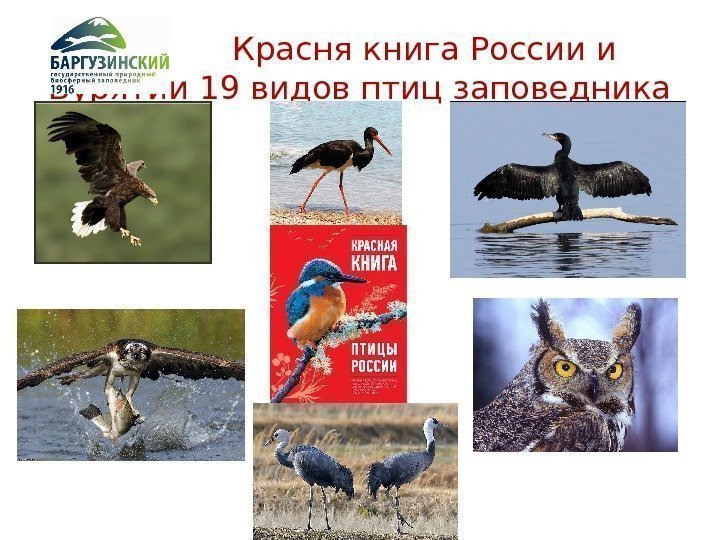     Красня книга России и Бурятии 19 видов птиц заповедника 