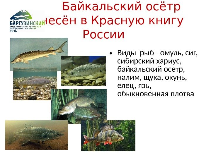    Байкальский осётр занесён в Красную книгу России  • Виды рыб