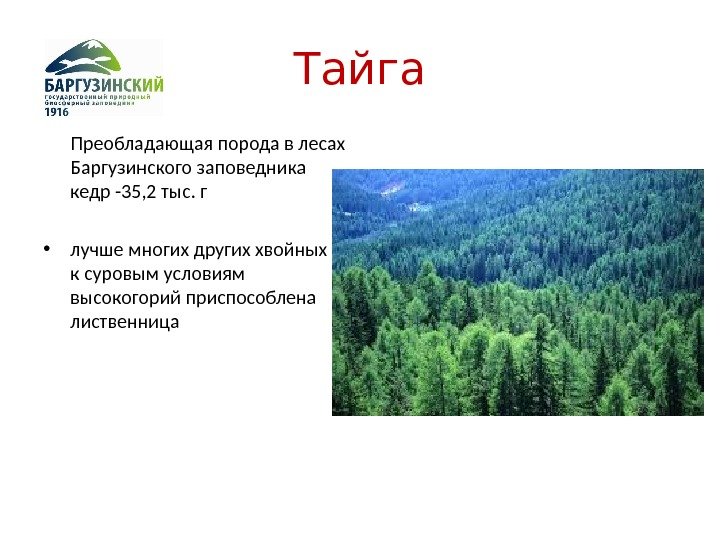 Тайга  Преобладающая порода в лесах Баргузинского заповедника кедр -35, 2 тыс. г •