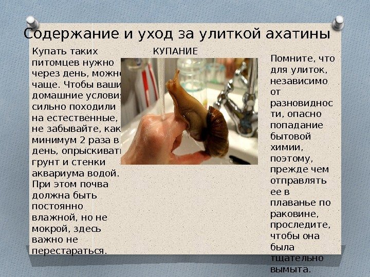  Содержание и уход за улиткой ахатины КУПАНИЕКупать таких питомцев нужно через день, можно