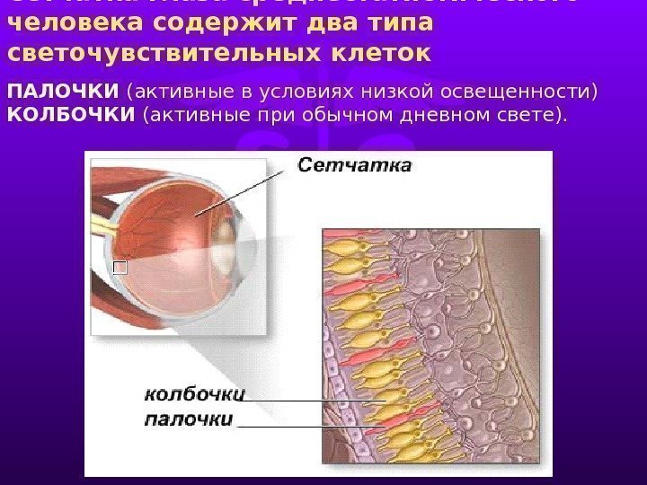 Сетчатка глаза среднестатистического человека содержит два типа светочувствительных клеток ПАЛОЧКИ (активные в условиях низкой