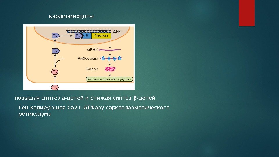кардиомиоциты повышая синтез a-цепей и снижая синтез β-цепей Ген кодирующая Са 2+-АТФазу саркоплазматического ретикулума
