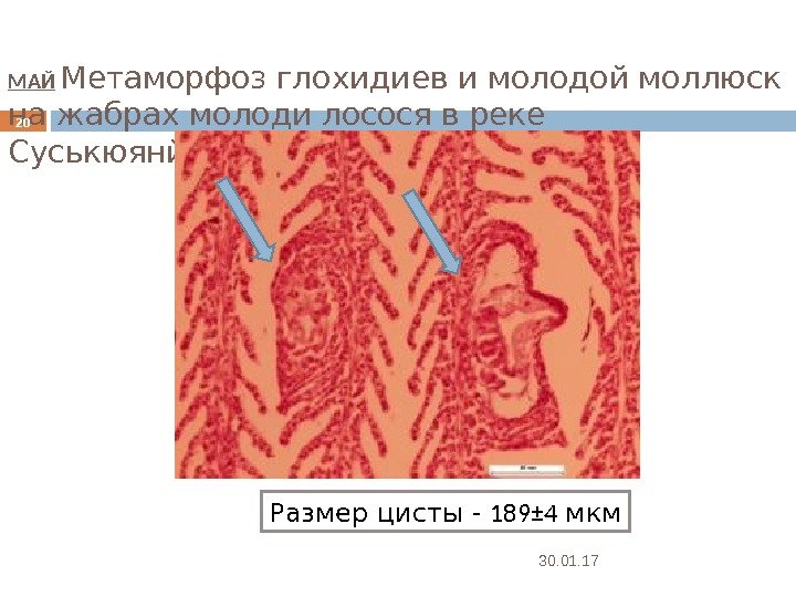 МАЙ  Метаморфоз глохидиев и молодой моллюск на жабрах молоди лосося в реке Суськюянйоки.