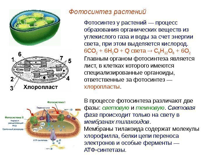 Фотосинтез растений Фотосинтез у растений — процесс образования органических веществ из углекислого газа и