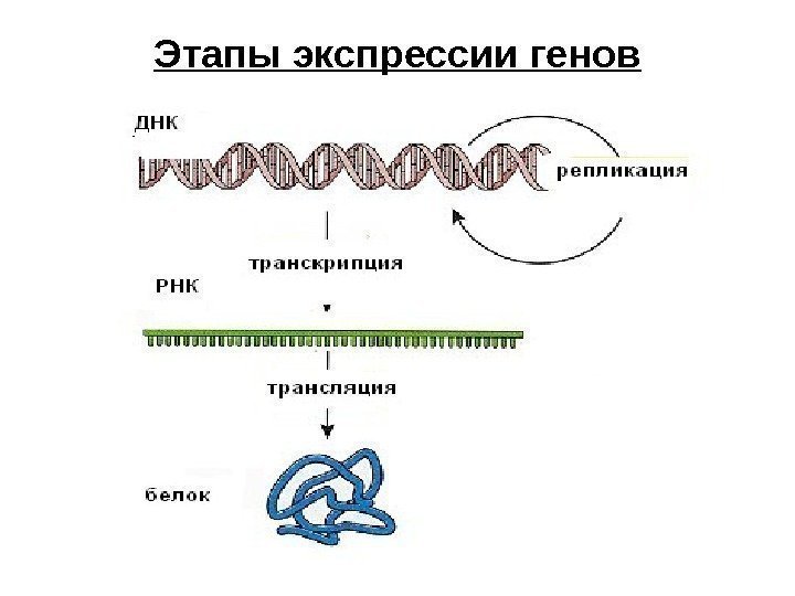 Этапы экспрессии генов 