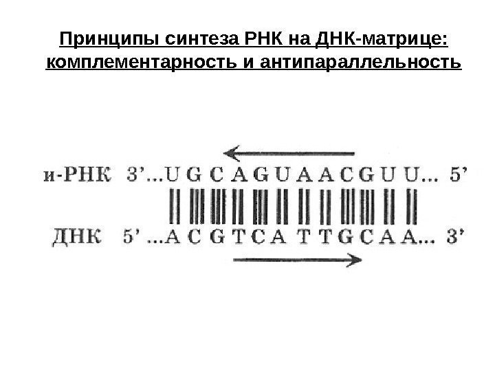 Принципы синтеза РНК на ДНК-матрице:  комплементарность и антипараллельность 