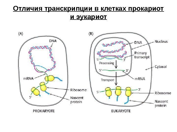 Отличия транскрипции в клетках прокариот и эукариот 