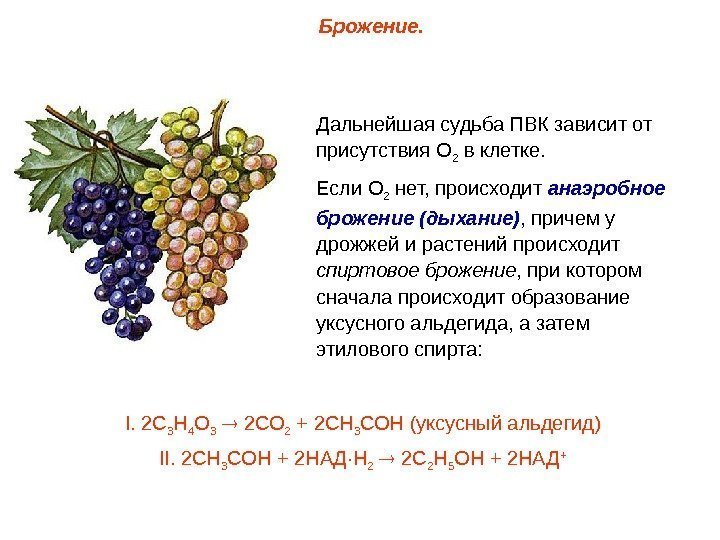 Дальнейшая судьба ПВК зависит от присутствия О 2 в клетке. Если О 2 нет,