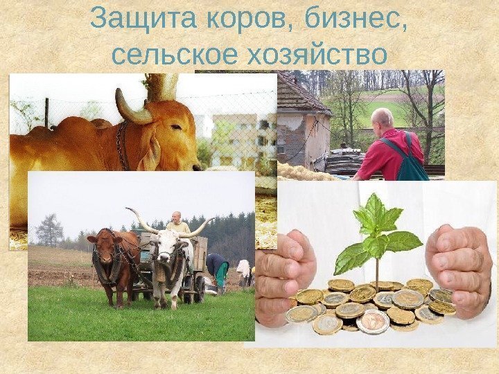 Защита коров, бизнес,  сельское хозяйство 