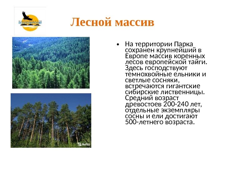 Лесной массив • На территории Парка сохранен крупнейший в Европе массив коренных лесов европейской