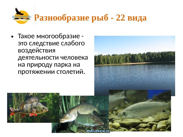 Разнообразие рыб - 22 вида  • Такое многообразие - это следствие слабого воздействия