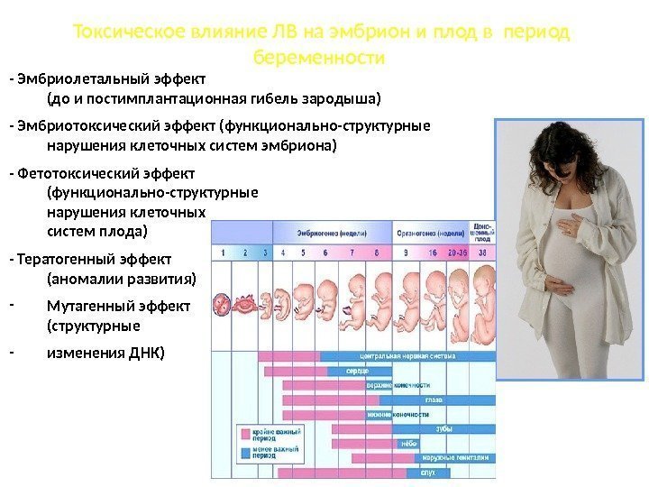 Токсическое влияние ЛВ на эмбрион и плод в период беременности - Эмбриолетальный эффект (до