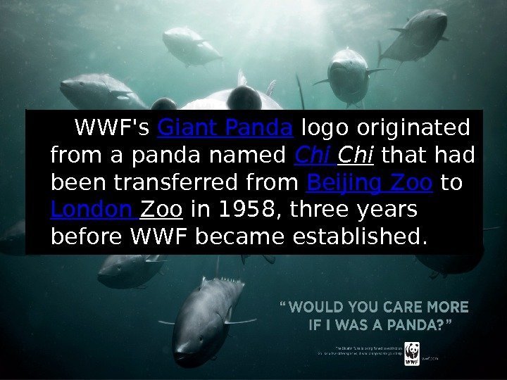   WWF's Giant Panda logo originated from a panda named Chi that had