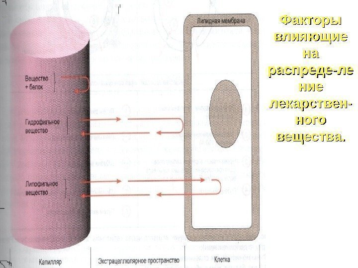 Факторы влияющие на на распреде-ле ние лекарствен- ного вещества. 