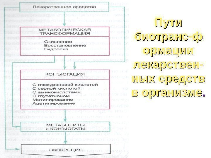 Пути биотранс-ф ормации лекарствен- ных средств в организме. . 