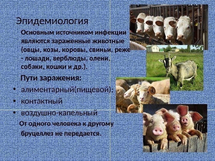 Эпидемиология  Основным источником инфекции являются зараженные животные (овцы, козы, коровы, свиньи, реже -