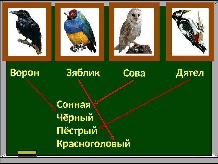  Зяблик. Ворон  Дятел Сова Сонная Чёрный Пёстрый Красноголовый 