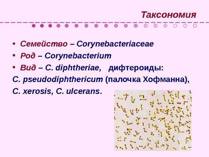   Таксономия • Семейство  – Corynebacteriaceae • Род  – Corynebacterium •