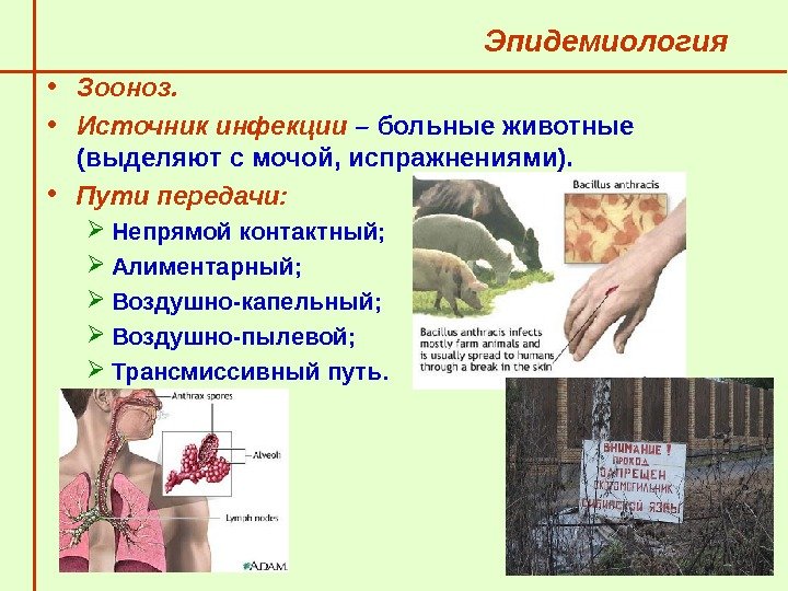   Эпидемиология  • Зооноз. • Источник инфекции – больные животные (выделяют с