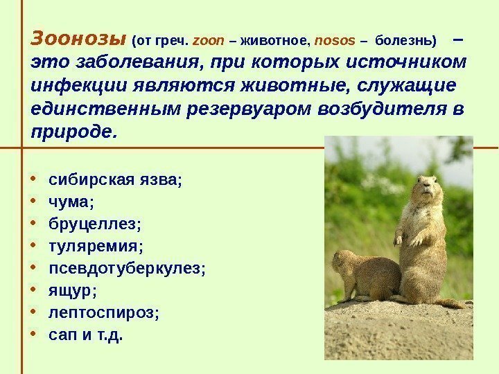   Зоонозы  (от греч.  zoon – животное,  nosos – 