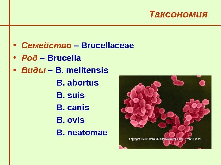   Таксономия • Семейство – Brucellaceae • Род – Brucella • Виды –