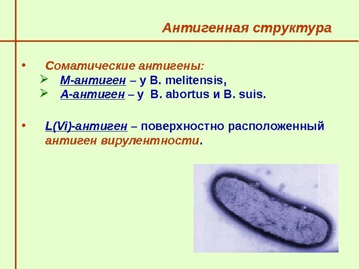   Антигенная структура  • Соматические антигены:  М-антиген – у В. 