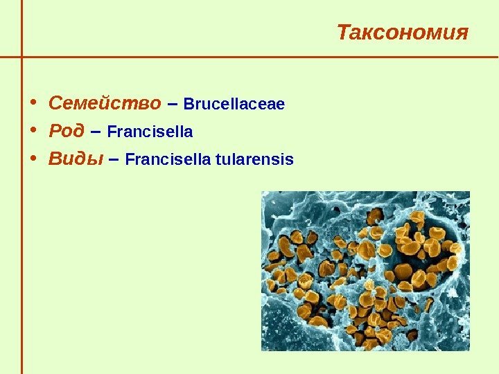   Таксономия • Семейство – Brucellaceae • Род – Francisella • Виды –