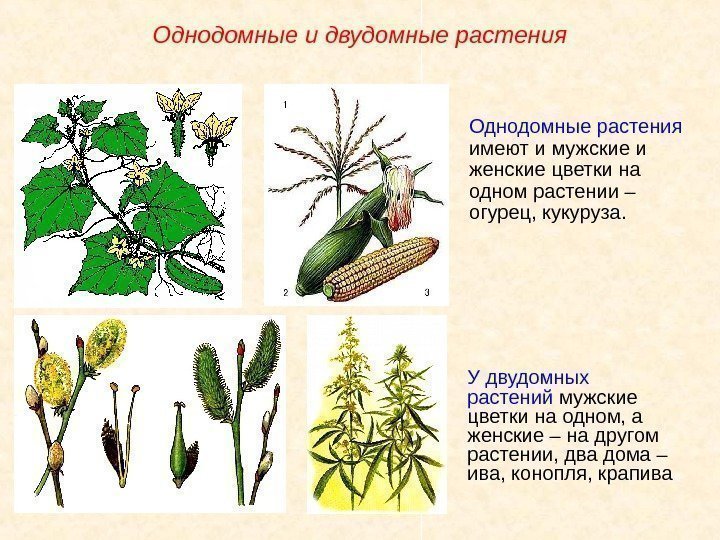 Однодомные растения  имеют и мужские и женские цветки на одном растении – огурец,