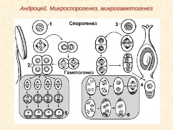 Андроцей. Микроспорогенез, микрогаметогенез 