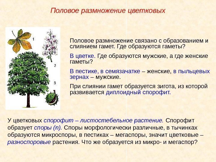 У цветковых спорофит – листостебельное растение.  Спорофит образует споры  ( n ).