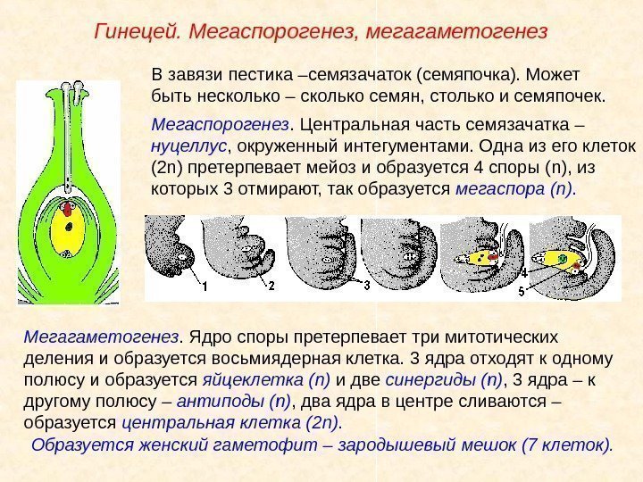 Мегагаметогенез. Ядро споры претерпевает три митотических деления и образуется восьмиядерная клетка. 3 ядра отходят