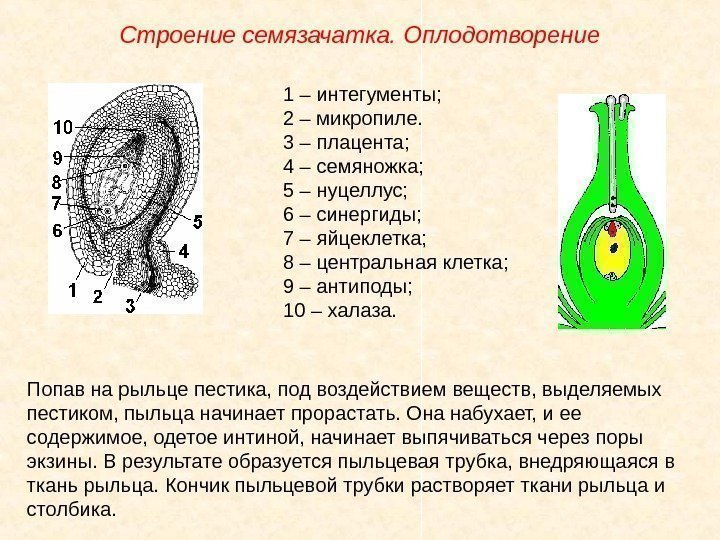 1 – интегументы; 2 – микропиле. 3 – плацента; 4 – семяножка; 5 –