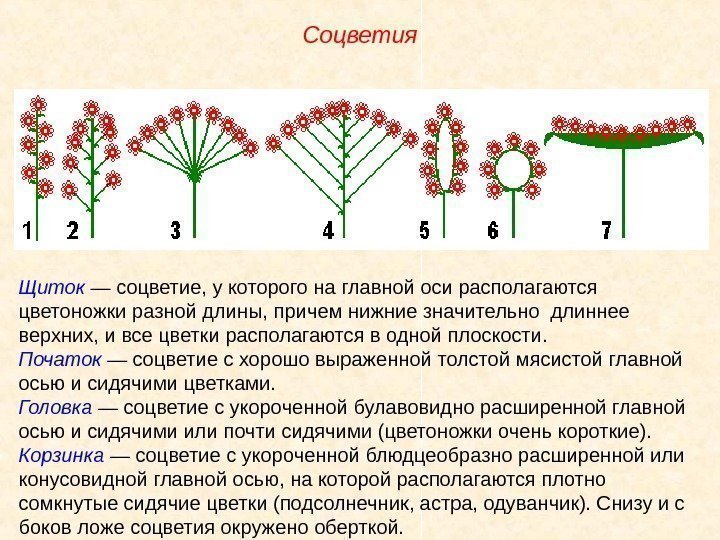 Щиток — соцветие, у которого на главной оси располагаются цветоножки разной длины, причем нижние