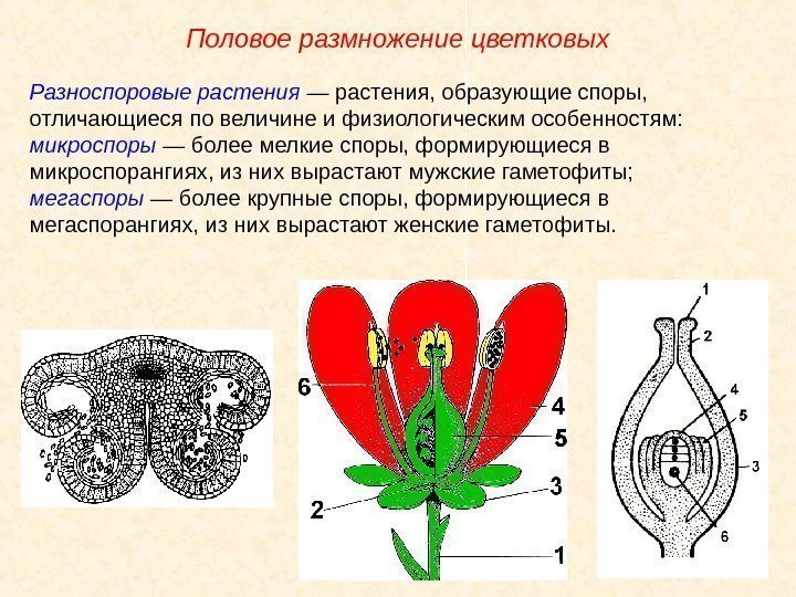 Разноспоровые растения — растения, образующие споры,  отличающиеся по величине и физиологическим особенностям: микроспоры